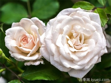 白色漂流月季White Drift