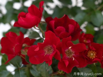 猩红漂流月季Scarlet Drift