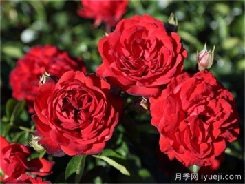 猩红伯尼卡月季/深圳红月季Scarlet Bonica