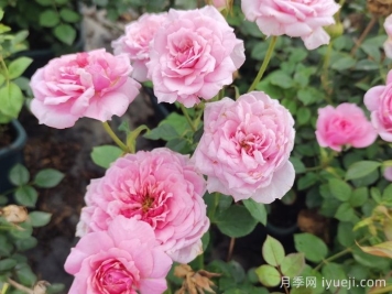 铃之妖精月季/妖精Fee Clochette