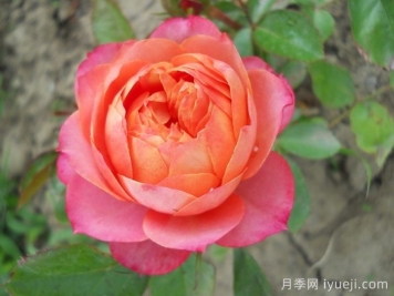 假日阳台月季Fiesta Terrazza