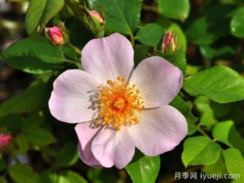 仙女罗瑟琳月季/仙女罗莎琳Heavenly Rosalind