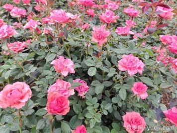 摩羯座月季Rose Capricornus Champagne