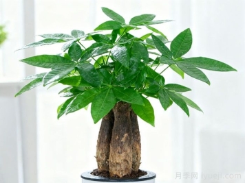 发财树冬季如何养护？不同地区养护方法不一样