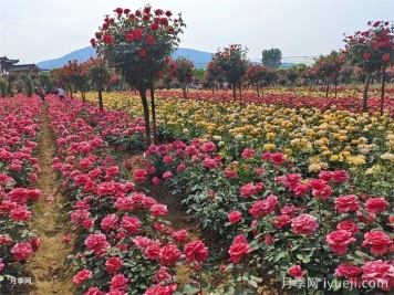南阳月季玉兰花卉苗木产业发展状况调查