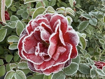 冬季花园不单调，推荐四款耐寒花卉