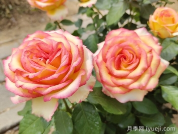 100种南方园林常用的乔灌地被