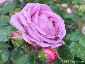 水星王阳台月季Mercury King Terrazza