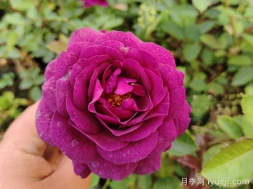 比利时月季/密涅瓦月季Minerv