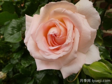 尚多斯美人月季/钱多斯美人/甜蜜的爱Chandos Beauty