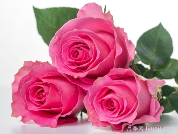 海滨乐园月季/水上游戏Water Game