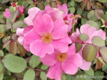 杏花村月季Betty Prior