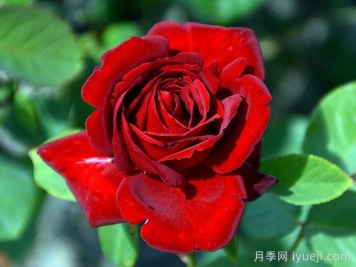 黑旋风月季Black Whirlwind