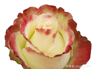 阿巴德月季(复色)Aubade