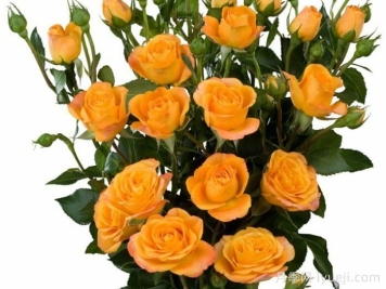 阿巴巴月季/贝巴Abeba