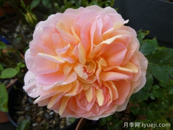 阿梅丽诺冬月季/爱蜜莉诺冬Amelie Nothomb