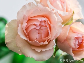 阿丽娜香水月季/安丽娜香水Alina Perfumella