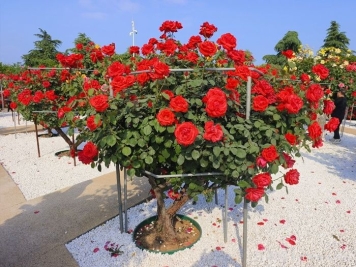 中国339个5A级旅游景区名单大全