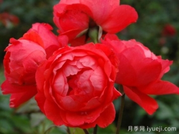 朱红女王月季/红色伊丽莎白女王/桔红女王Scarlet Queen Elizabeth