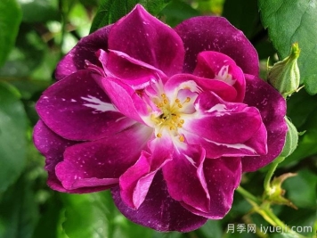 紫色客机月季/紫色天际线Purple Skyliner