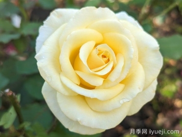 阿奇莫斯月季/阿奇摩丝