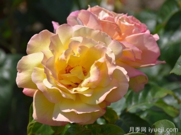 藤本黄和平月季