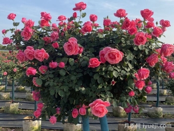 彩色树木哟哪些选择？