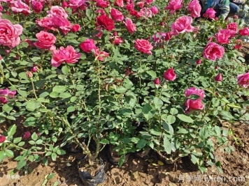 如何提高苗木移植成活率？