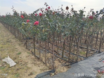 冬季是绿化养护作业的淡季？不可放松