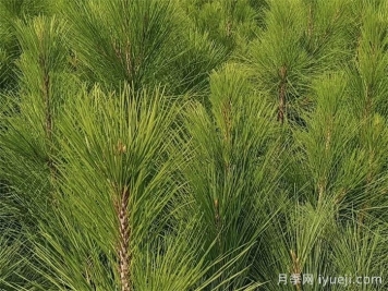 湿地松的特点和园林用途