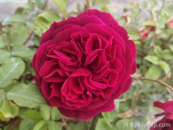 黑伍德月季/曼斯特德伍德Munstead Wood