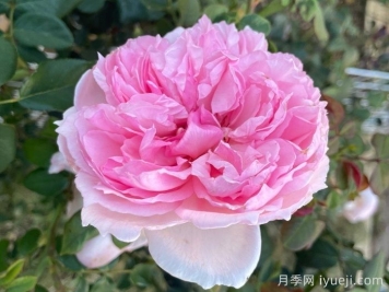 威基伍德月季/粉伍德月季The Wedgwood