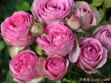 薰衣草蕾丝月季/薰衣草花边月季Lavender Lace