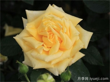 坎特公主月季Princess Michael of Kent