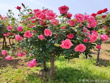 种植大花树状月季为什么要剪掉盲枝？