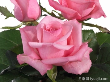 迷人的朱比莉月季/欢乐庆典月季Lovely Jubilee