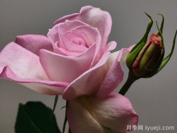 二舅刘宝华月季为何火遍全网？