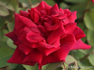 朱墨双辉月季/墨红月季Crimson Glory