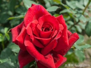 香魔84月季/皇家威廉/芳香魔法Fragrant Charm