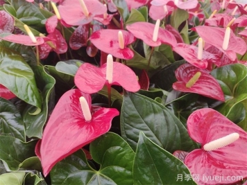 年宵花的寓意和摆放风水