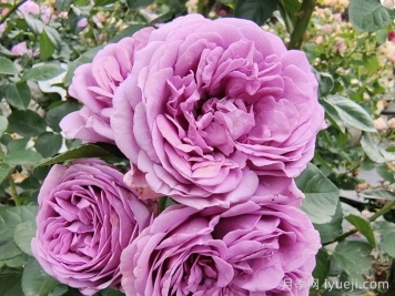 封闭阳台也能养月季，那该怎么做呢？