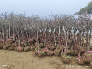 苗木冬贮全攻略，知道怎么做吗？