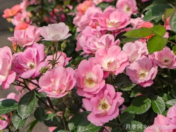 西子烟雨月季介绍和优缺点