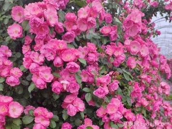 校园应该栽植什么月季？