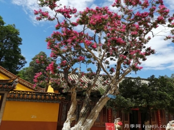 昆明300年古树紫薇盛夏绽放花景美