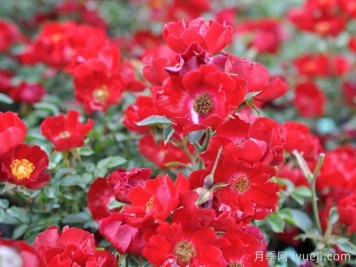 皇家巴西诺月季/巴西诺月季Royal Bassino