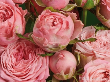 珊瑚溜溜球月季Coral YoYo