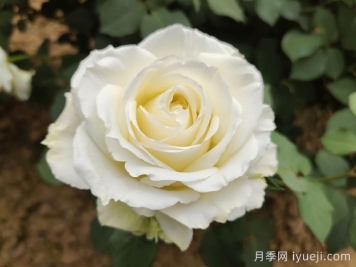 坦尼克月季Tineke