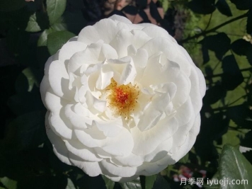 糖月亮月季/糖果月亮Sugar Moon