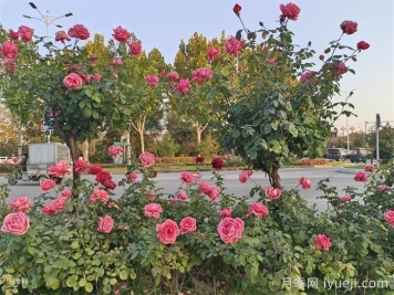 道路绿化苗木一般有哪些？